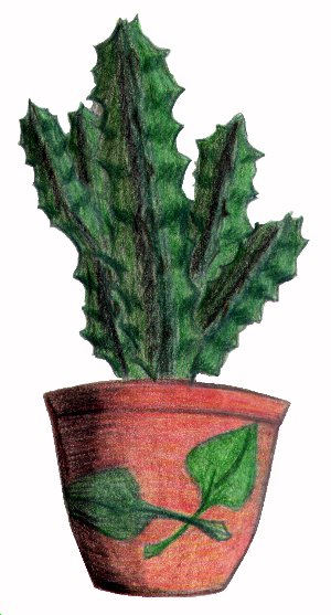 Cactus