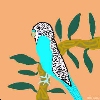 Budgie