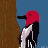 Redheaded Woodpecker